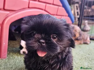 Shih Tzu dogs STUNNING PURE STANDARD SHIH TZU - Advert 18