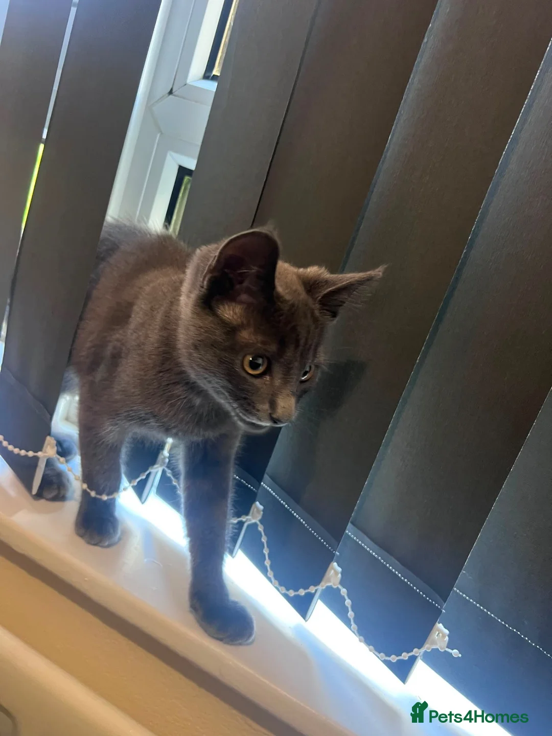 Mixed Breed cats for sale: Kitten - Advert 2