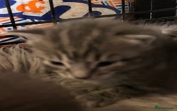 British Longhair cats for sale: British blue cross ragdoll kittens - Image 18
