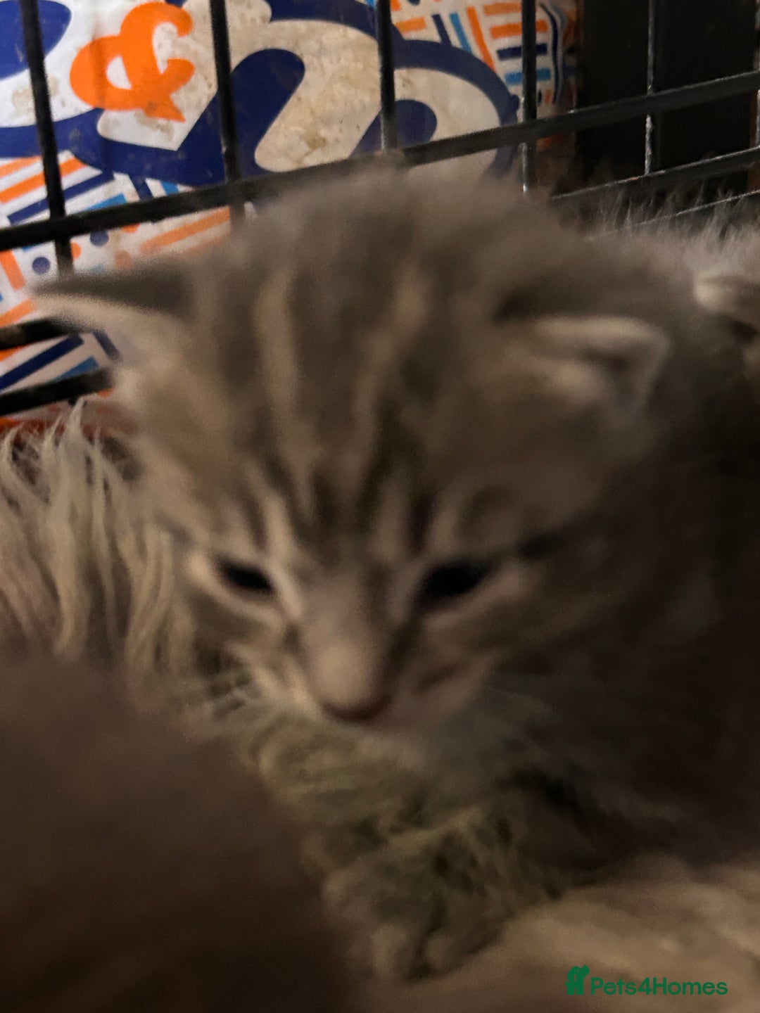 British Longhair cats for sale: British blue cross ragdoll kittens - Image 18