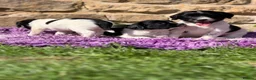English Springer Spaniel dogs for sale: B/W PLAYFUL LITTER SPRINGER SPANIELS,HEALTH TESTED - Advert 11