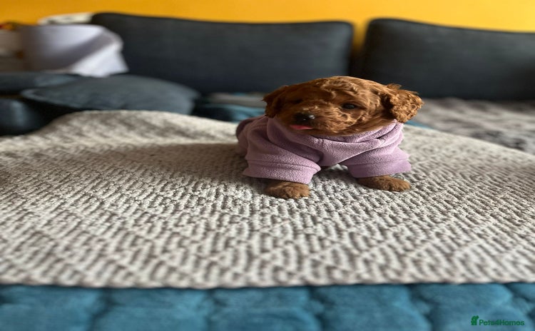 Cockapoo dogs - Advert 10