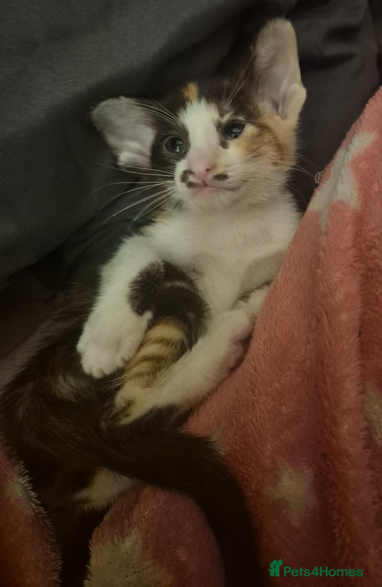 Oriental cats Pedigree Oriental kittens  - Advert 5