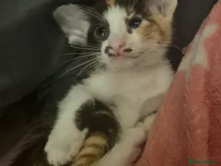 Oriental cats Pedigree Oriental kittens - Advert 5