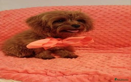 Cavapoo dogs for sale: Absolutely gorgeous toy size cavapoo girl - Image 1