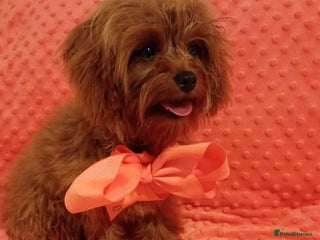 Cavapoo dogs - Advert 20