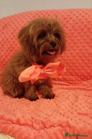 Cavapoo dogs - Advert 1