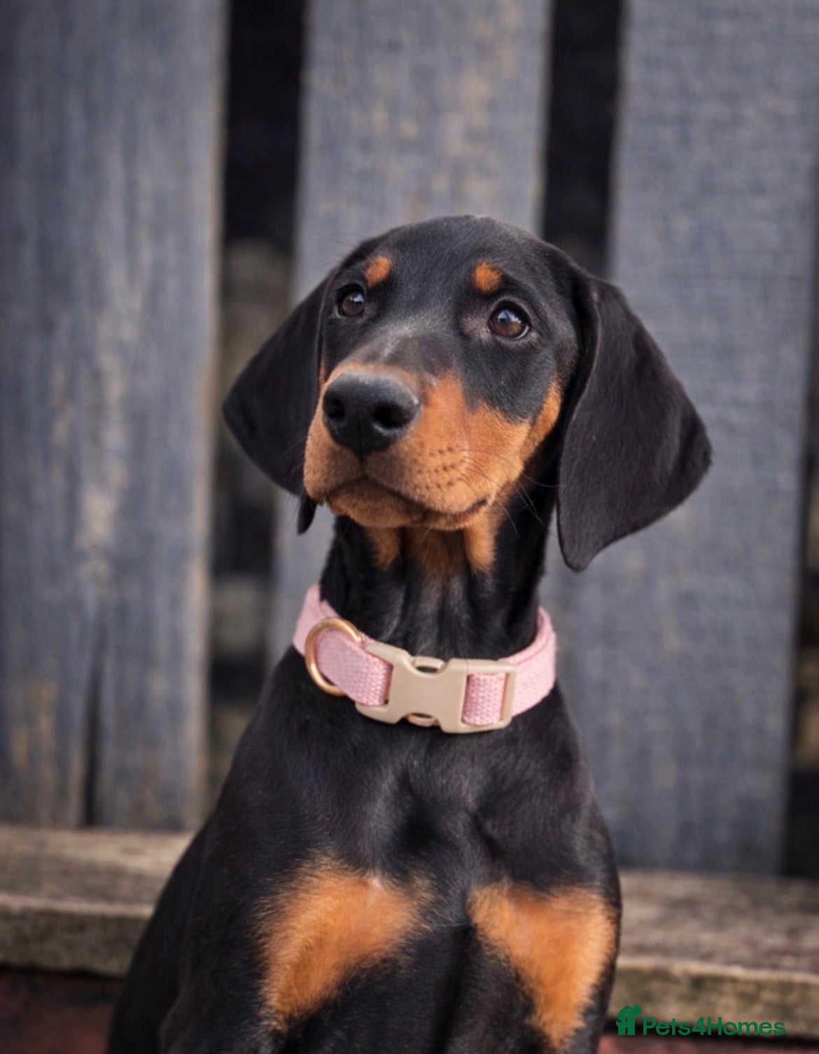 Dobermann dogs ✨ Last KC Registered Doberman Girl - Champ Lines  - Advert 2