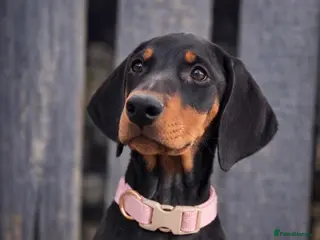 Dobermann dogs ✨ Last KC Registered Doberman Girl - Champ Lines - Advert 3