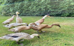 Ducks poultry for sale: Indian Runner Ducklings - PLEASE READ DESCRIPTION - Image 2
