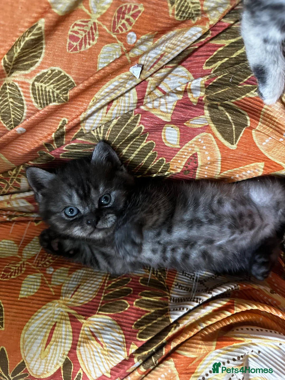 British Shorthair cats for sale: Stunning kittens BSH - Advert 15