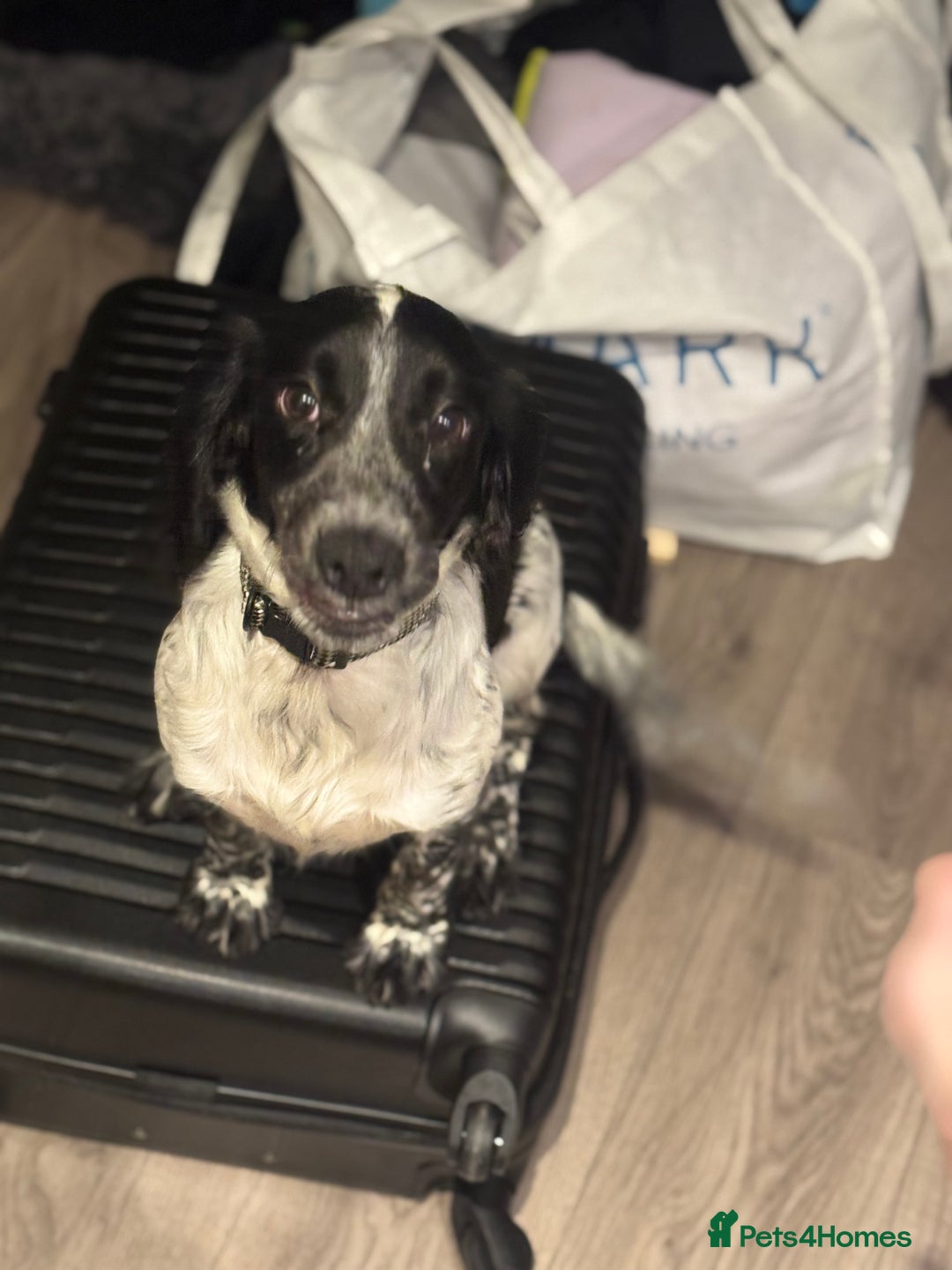 Cocker Spaniel dogs for sale: Luna the Cocker Spaniel - Advert 7