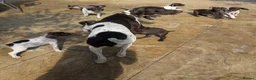 German Shorthaired Pointer dogs for sale: Beautiful German short haired pointer puppy's  - Advert 14