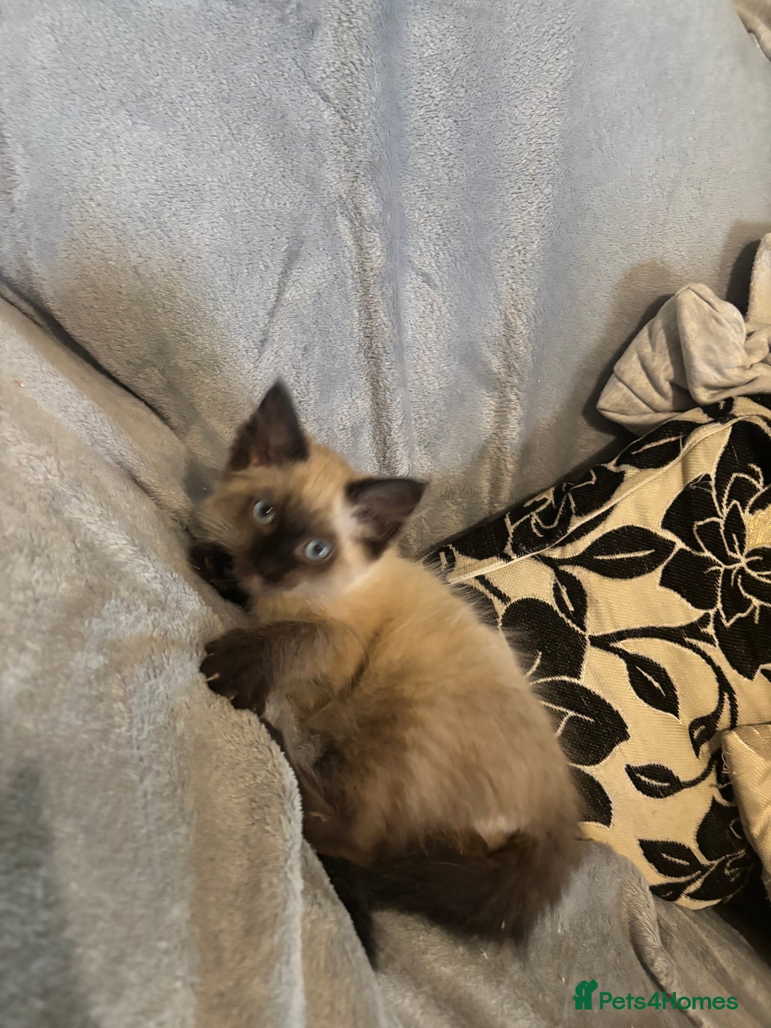 Ragdoll cats for sale: Beautiful Ragdoll kittens  - Image 5