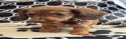 Dachshund dogs for sale: Longhaired Dachshund puppies in Wymondham - Advert 7