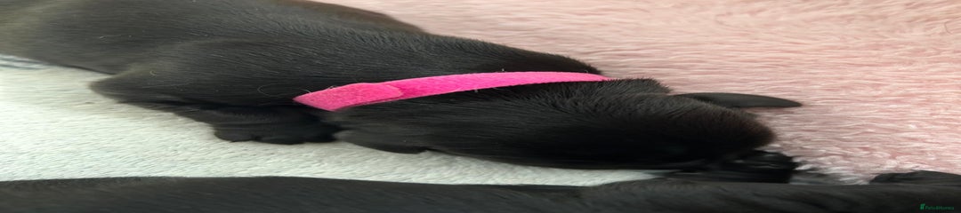 Pink/White Puppy