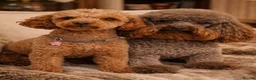 Toy Poodle dogs for sale: Blue Toy Poodle - RARE Opportunity  - Advert 5