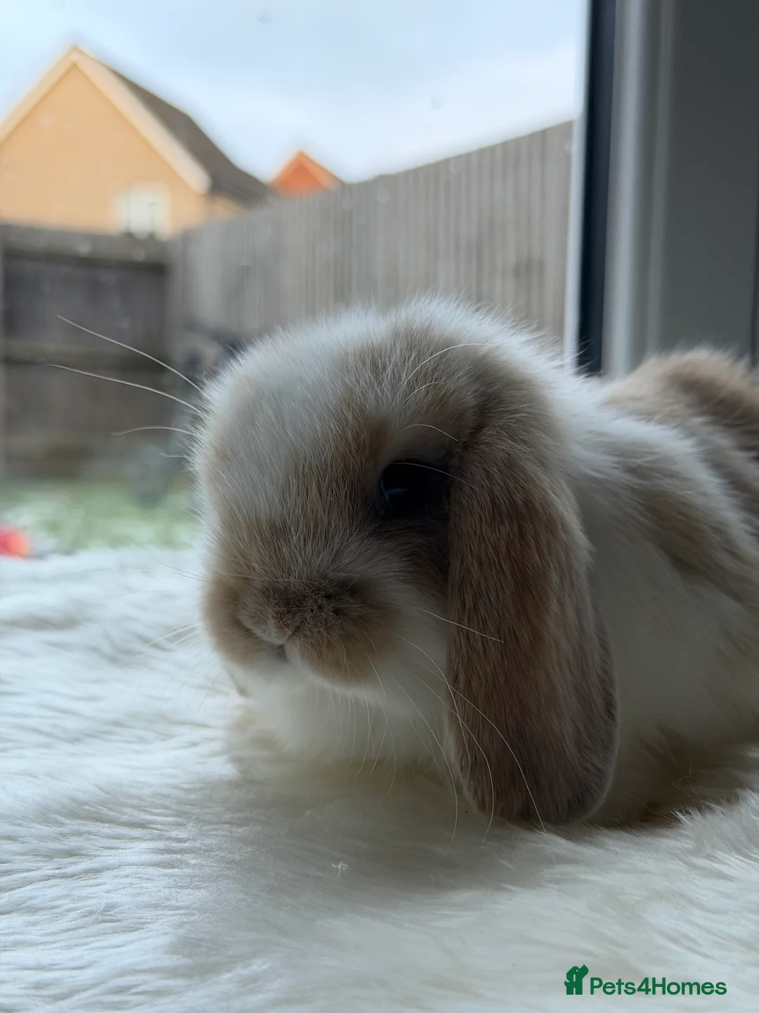 Mini Lop rabbits for sale: Adorable Friendly Mini Lop - Advert 6