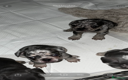 French Bulldog dogs for sale: READY NOW French bulldog puppies  - Advert 38