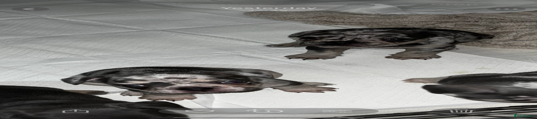 French Bulldog Puppy 2