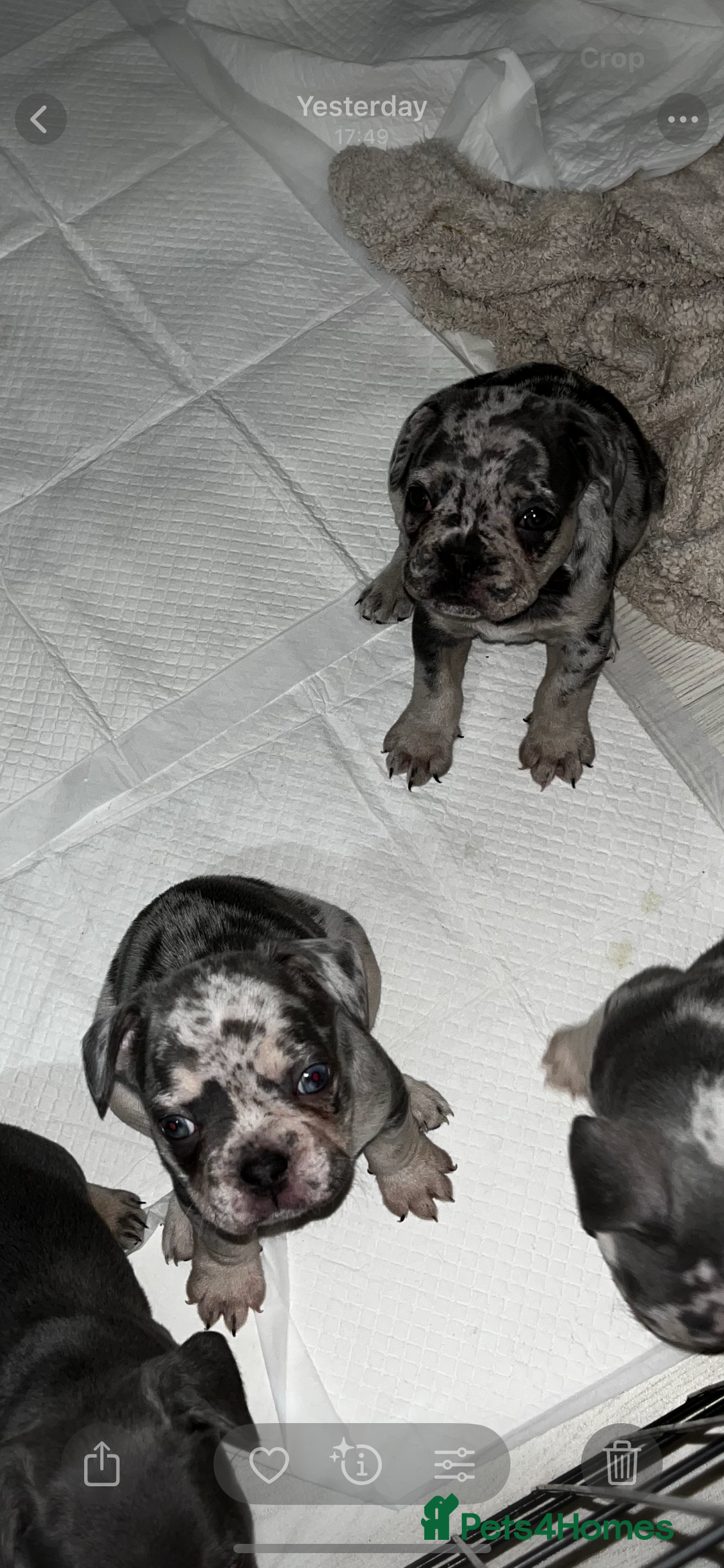 French Bulldog dogs for sale: READY NOW French bulldog puppies  - Advert 38