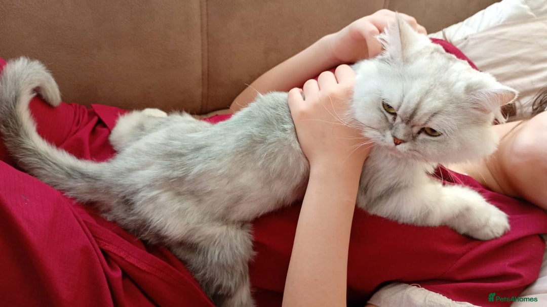 Mixed Breed cats for adoption: [Indoors Only] Chloe - Chilled and Chatty Cutie - Image 9