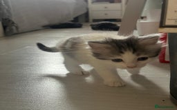 British Longhair cats for sale: British Longhair kittens Two  - Image 7