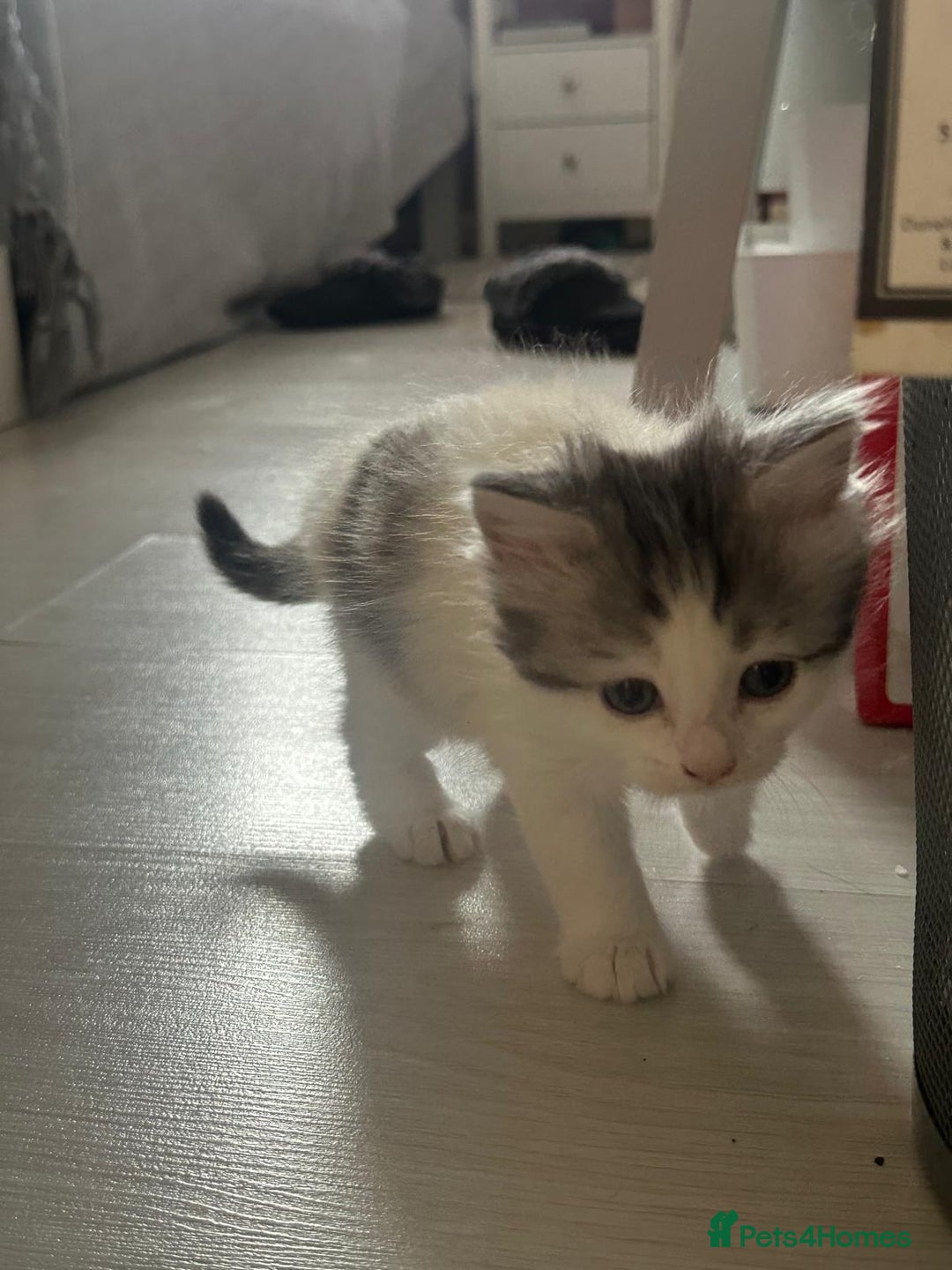 British Longhair cats for sale: British Longhair kittens Two  - Image 7