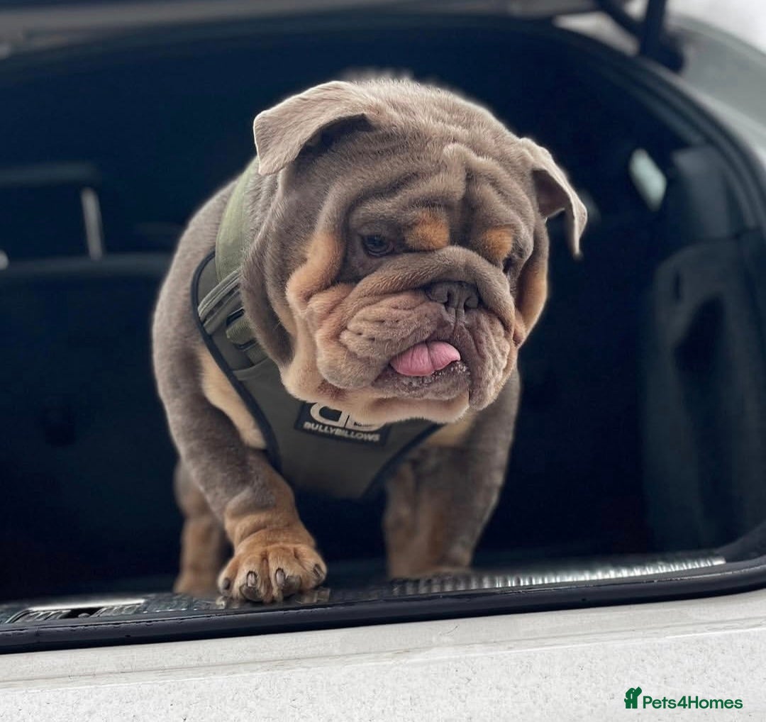 English Bulldog dogs Son of the Famous Topboy  - Advert 1