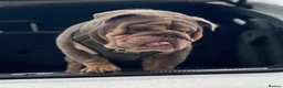 English Bulldog dogs for stud: Son of the Famous Topboy  - Advert 1
