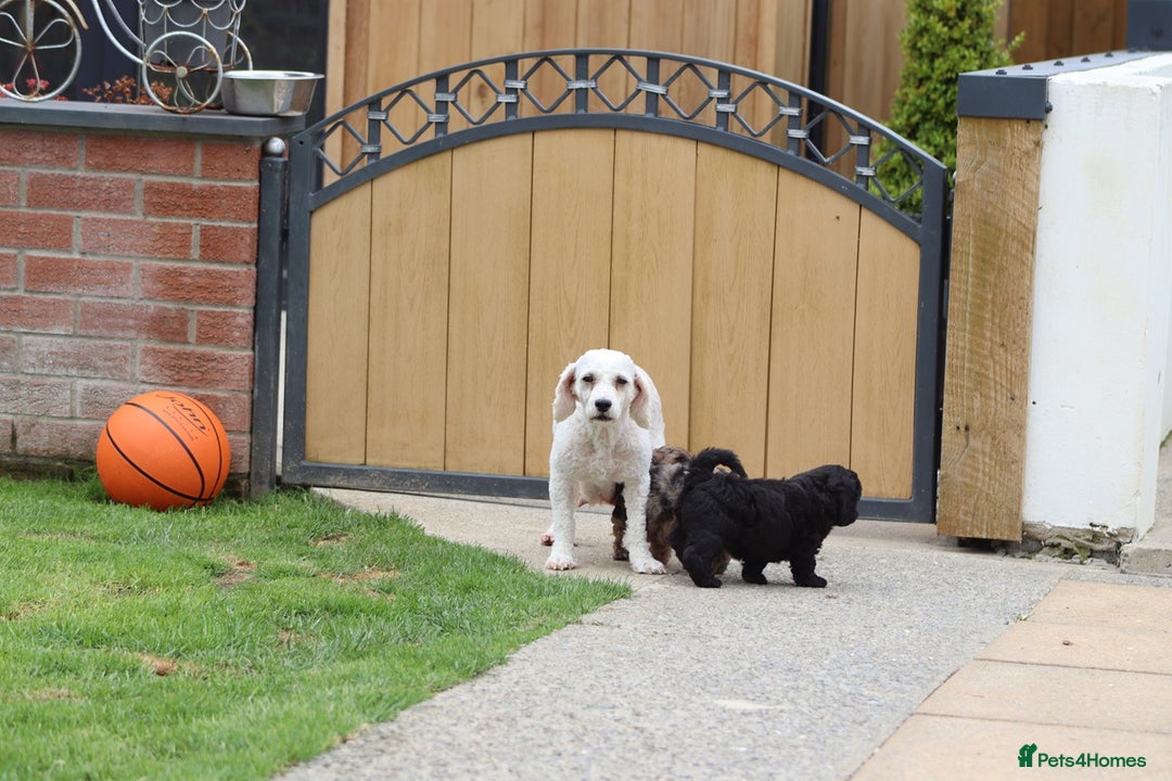 Cavapoochon dogs for sale: Beautiful Cavapoochon puppies for sale - Image 17