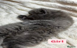 British Longhair cats for sale: British Long/Short Hair Adorable Kittens - Advert 14