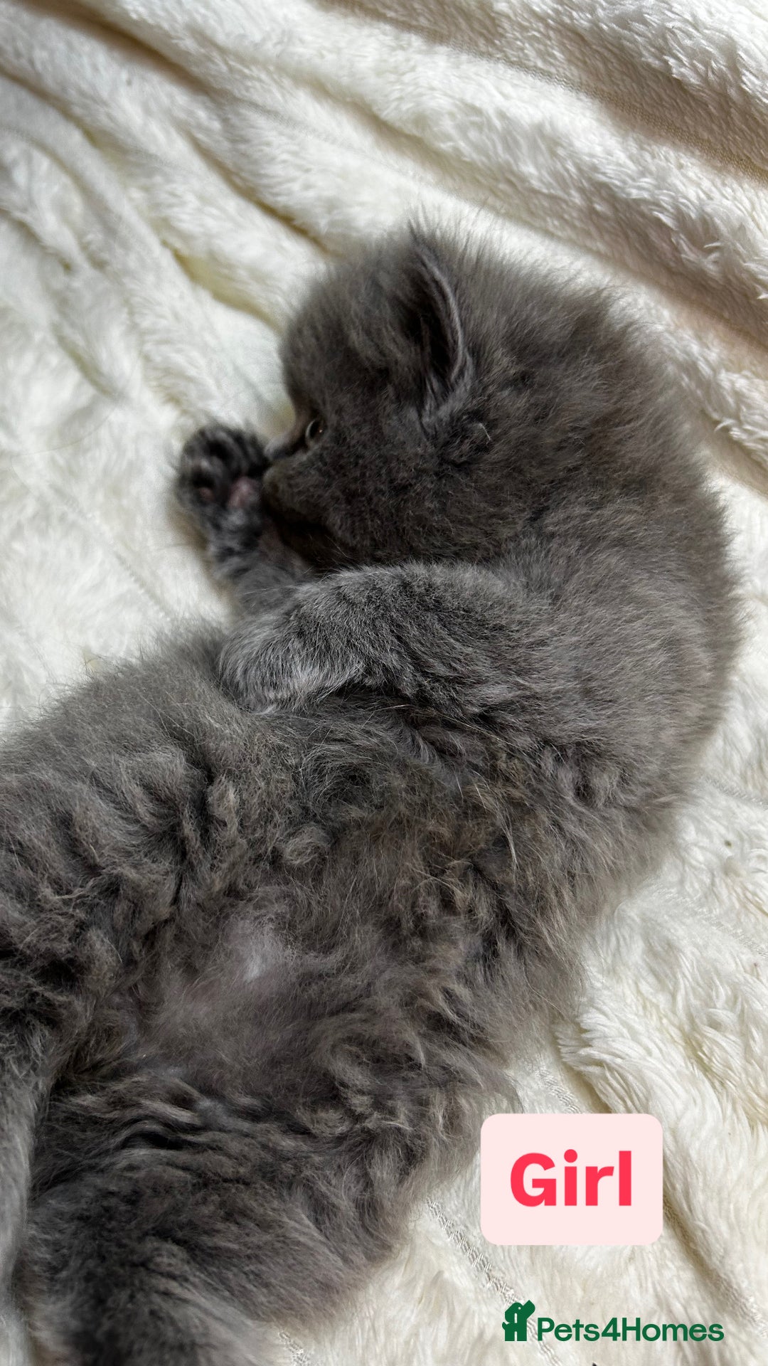 British Longhair cats for sale: British Long/Short Hair Adorable Kittens - Advert 14