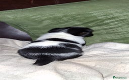 Jack Russell dogs for sale: Beautiful Jack Russell puppies - Image 4