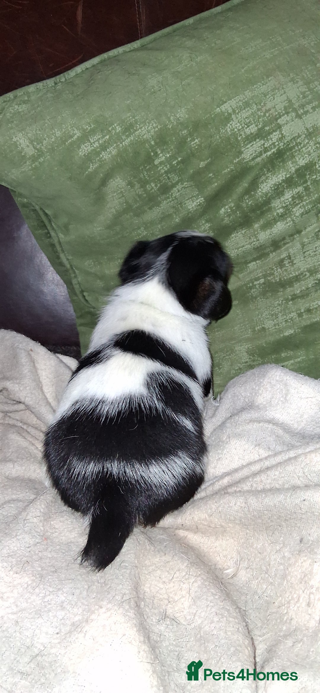 Jack Russell dogs for sale: Beautiful Jack Russell puppies - Image 4