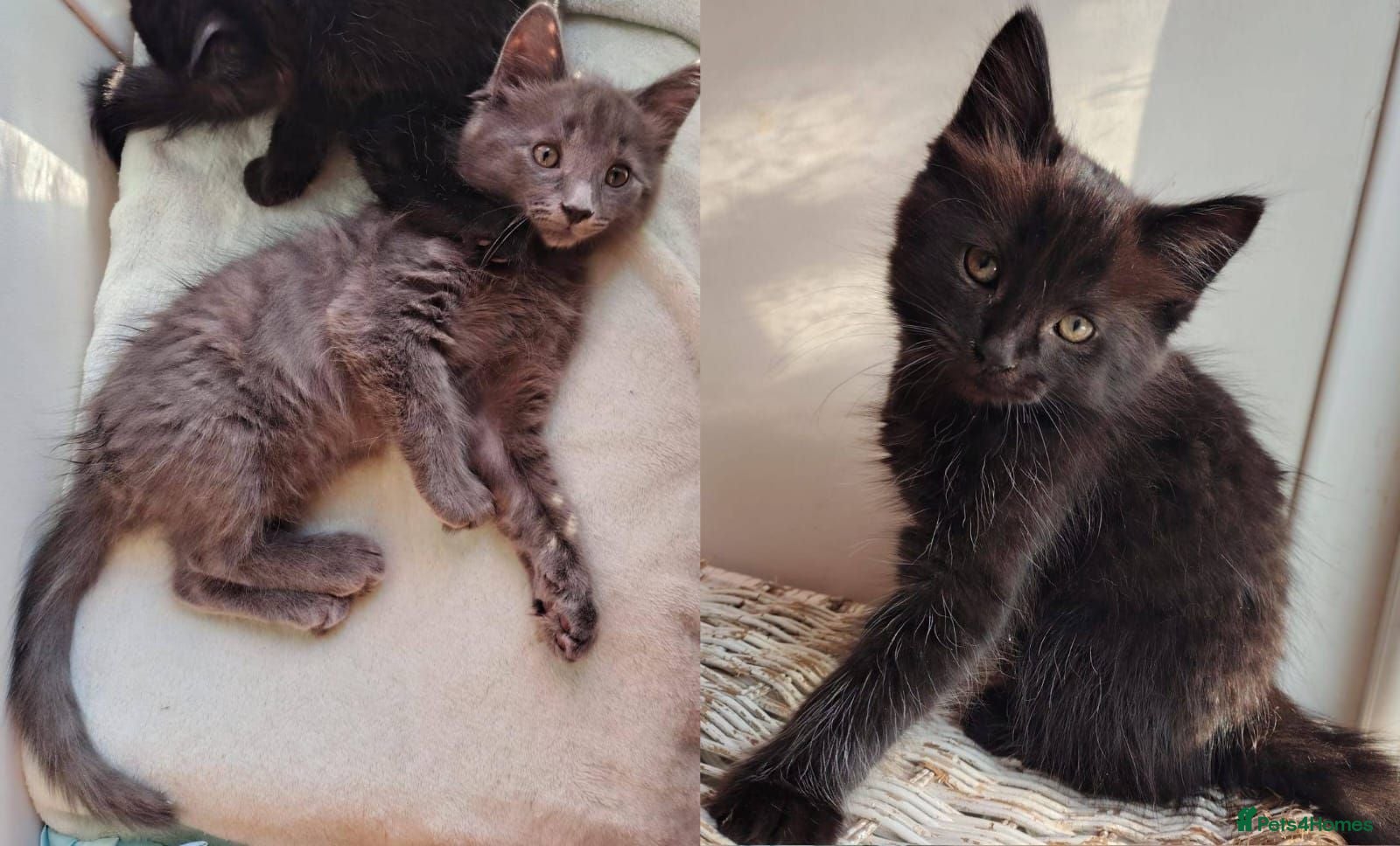 Mixed Breed cats 2 LEFT domestic x ragdoll mix kittens - Advert 15