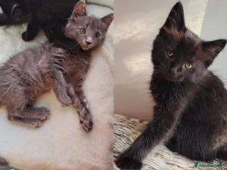 Mixed Breed cats 2 LEFT domestic x ragdoll mix kittens - Advert 15