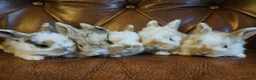 Mixed Breed rabbits for sale: Tri coloured lion heads - Advert 1