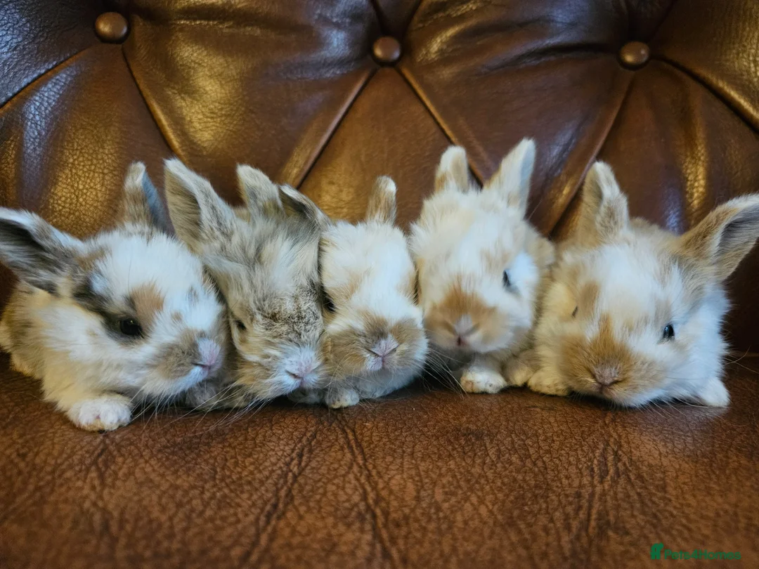 Mixed Breed rabbits for sale: Tri coloured lion heads - Advert 1