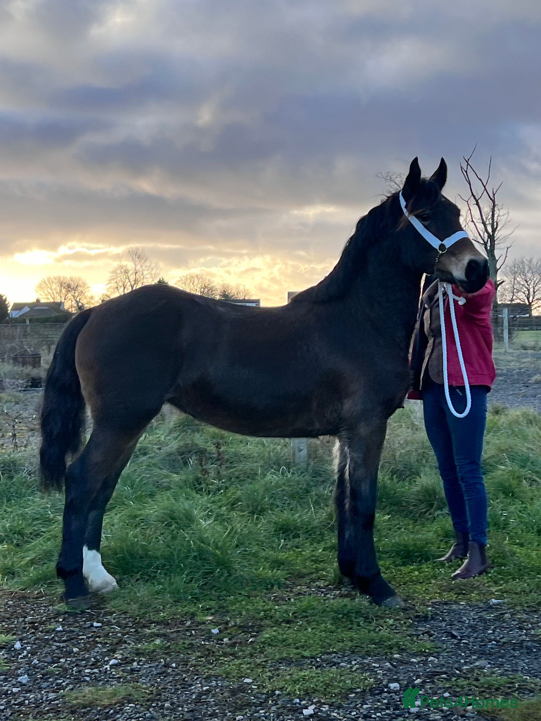 Welsh Section D horses for sale: Chunky dark bay section d filly - Advert 3