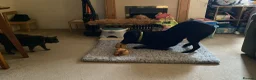 Labrador Retriever dogs for sale: Black Labrador  in Cupar - Advert 4