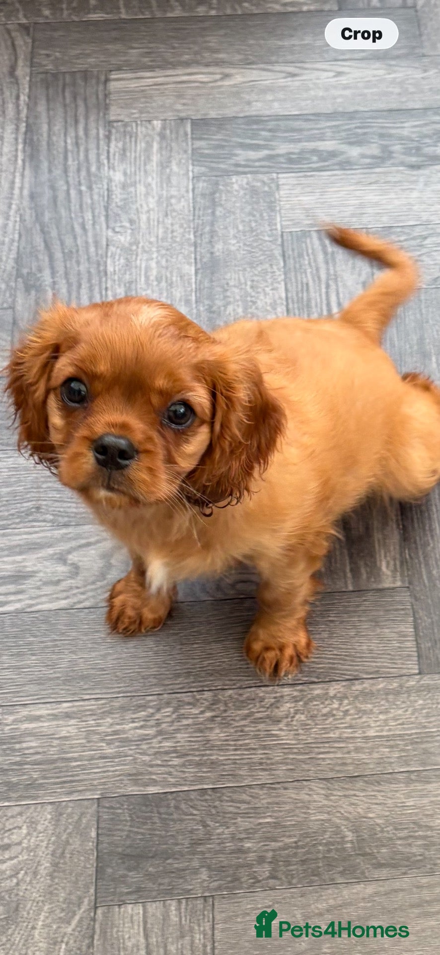 Cavalier King Charles Spaniel dogs stunning cavalier king charles puppies - Advert 1
