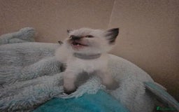 Ragdoll cats for sale: 7 beautiful fluffy Ragdoll cats.  - Image 35