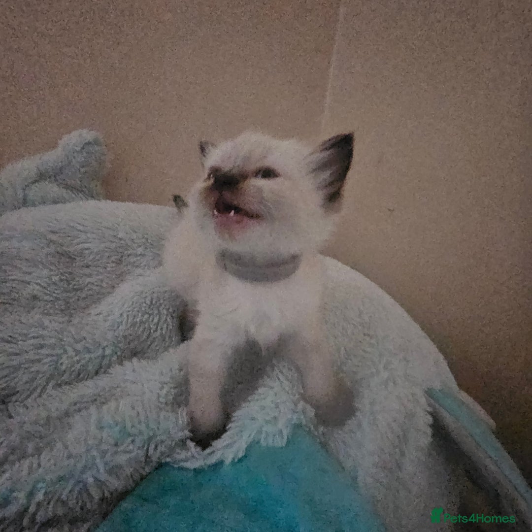 Ragdoll cats for sale: 7 beautiful fluffy Ragdoll cats.  - Image 35