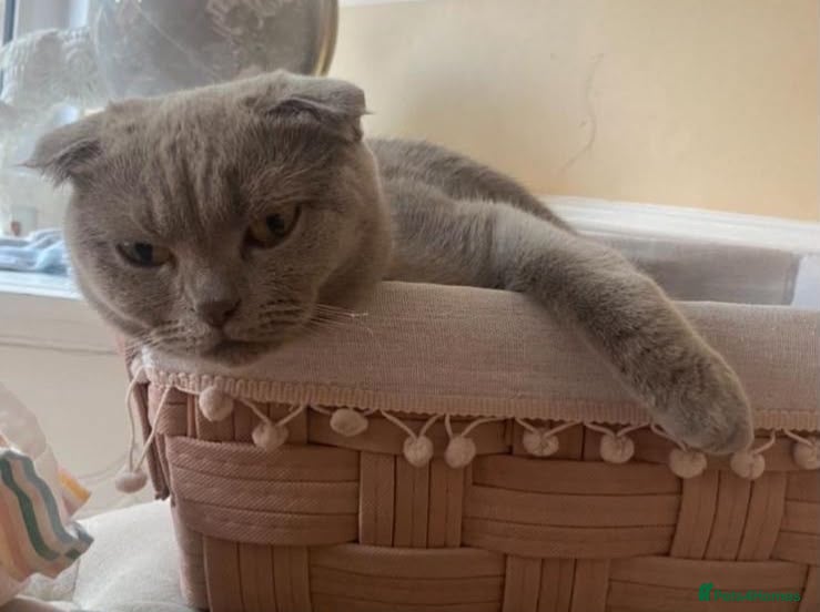 Scottish Fold cats Lilac Scottish fold kittens  - Advert 1
