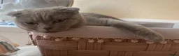 Scottish Fold cats for sale: Lilac Scottish fold kittens  - Advert 1