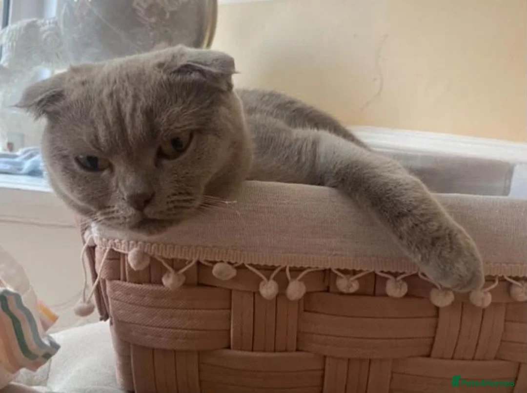 Scottish Fold cats for sale: Lilac Scottish fold kittens  - Advert 1