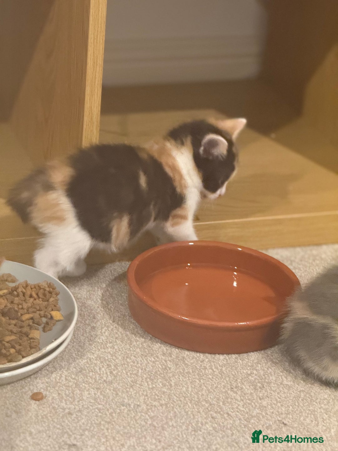 Mixed Breed cats for sale: 🤩🤩 10 beautifull fur babies 🤩🤩 - Advert 8