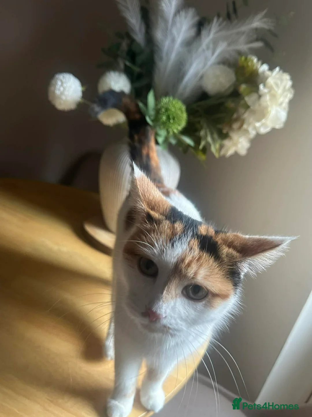 Mixed Breed cats for sale: Female cat in Northampton - Advert 7