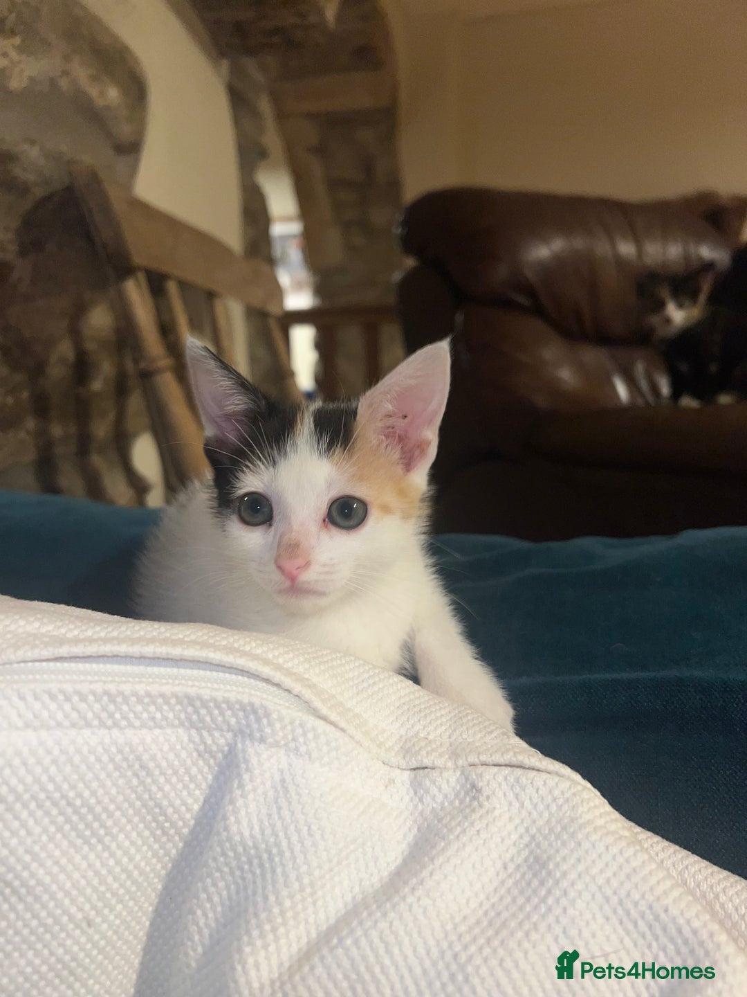 Mixed Breed cats for sale: Calico kittens for sale - Image 1